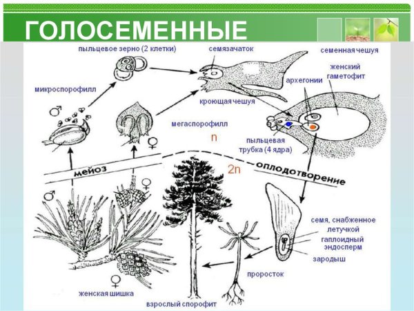 Размножение голосеменных хвойных