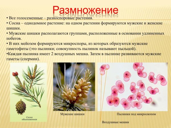 Цикл развития сосны пыльцевые мешки?