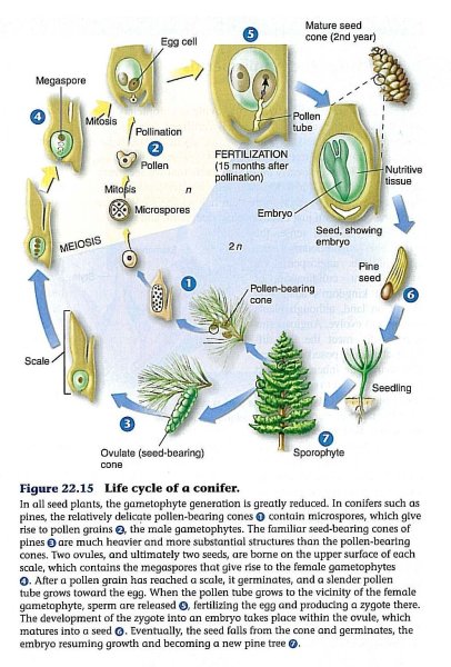 Рис 97 размножение голосеменных