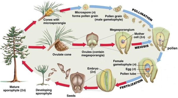 Размножение голосеменных растений