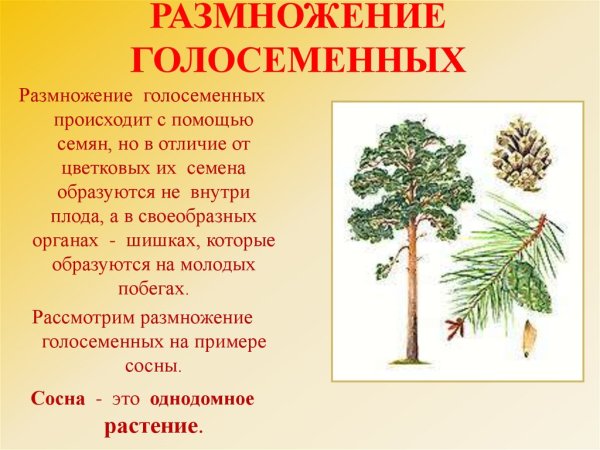 Жизненный цикл голосеменных растений сосна схема