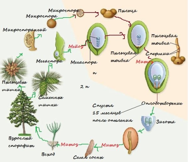 Цикл развития сосны гаметофиты
