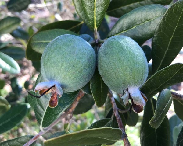 Фейхоа Feijoa sellowiana