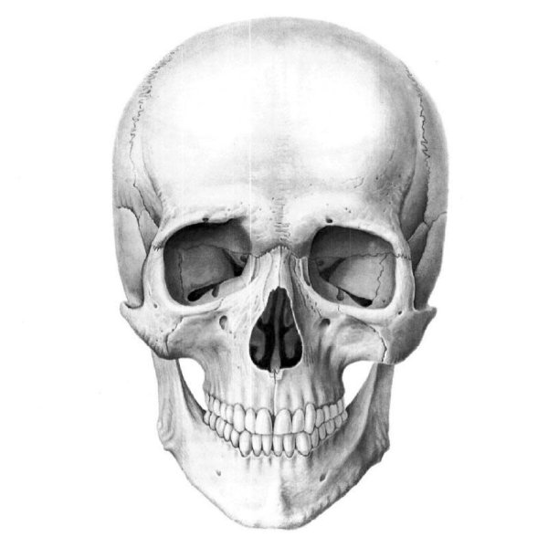 Череп Cranium вид спереди