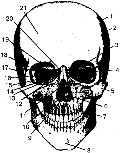 Череп вид сбоку без нижней челюсти