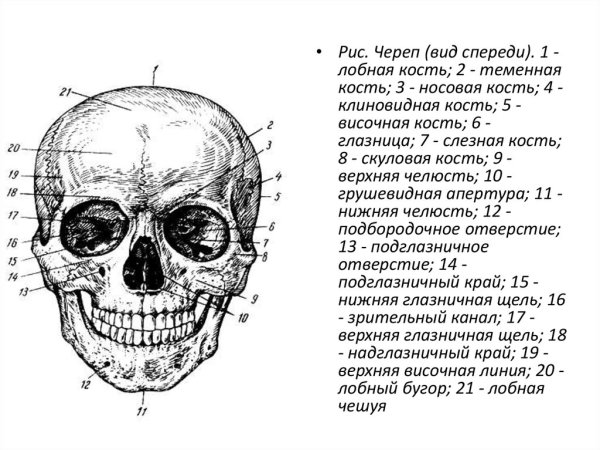 Череп спереди схема