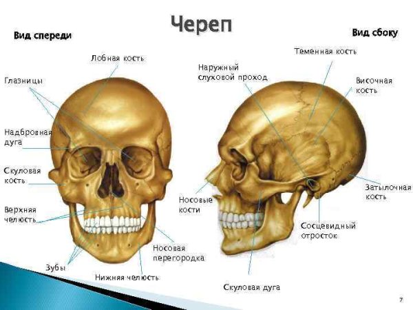 Череп анатомический сбоку