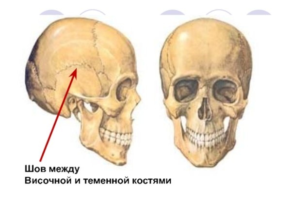 Скелет головы