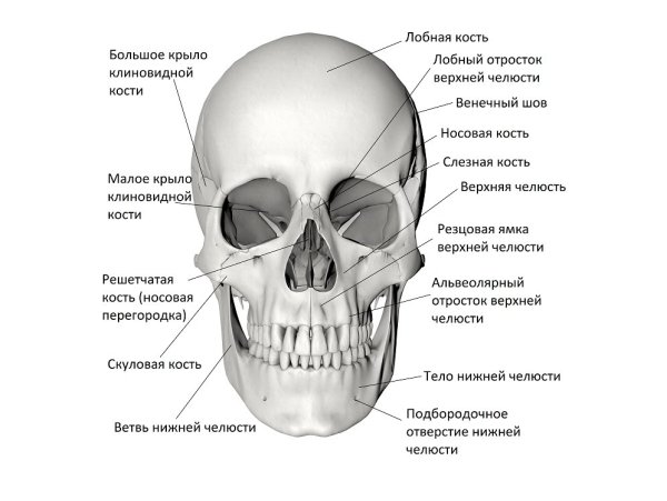 Кости черепа спереди и сбоку