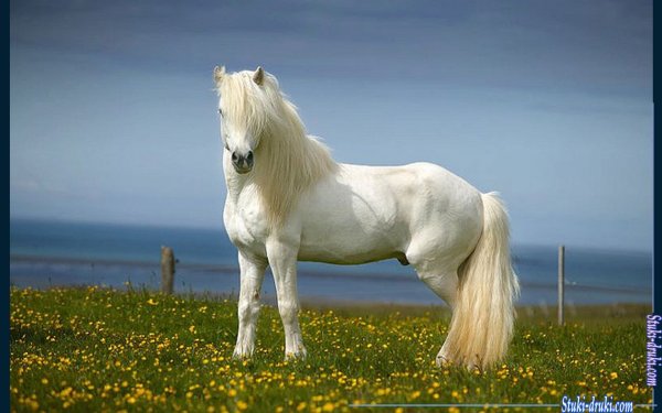 Лошадь белая картинки (49 фото)