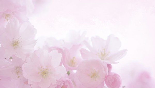 Нежно розовые цветы