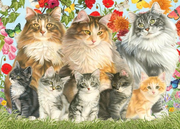 Семья котят