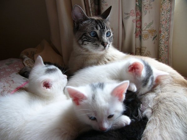 Семья котят