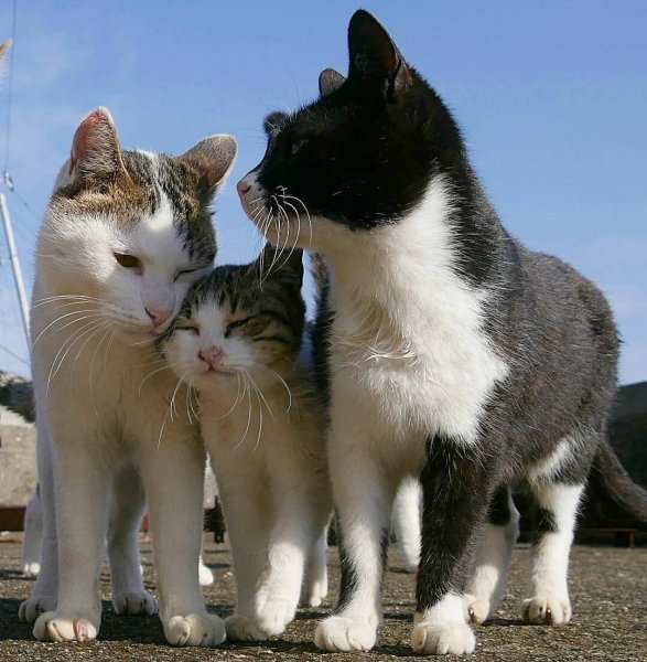 Кошачья семейка