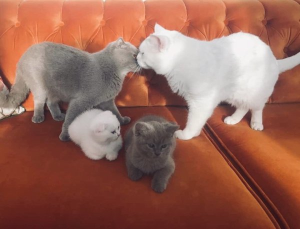 Кошачья семья