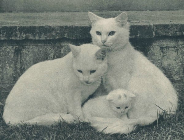 Семья с котом