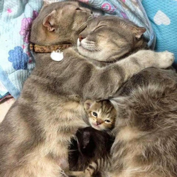 Счастливая Кошачья семья