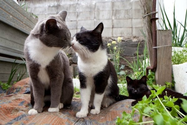 Кот и кошка семья