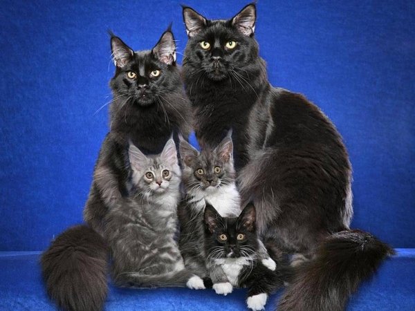 Котята Мейн кун