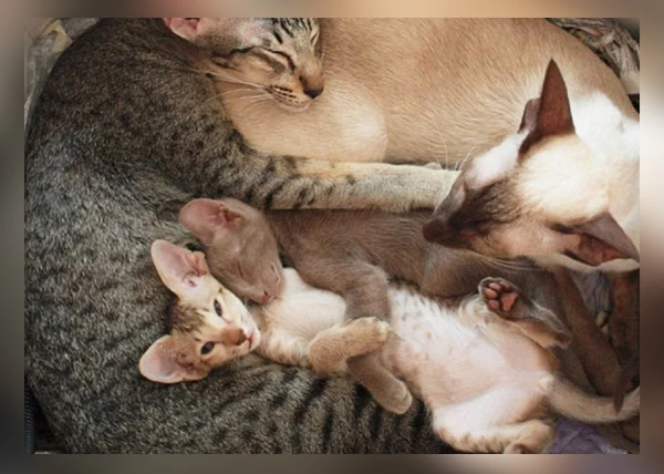 Котята с мамой и папой