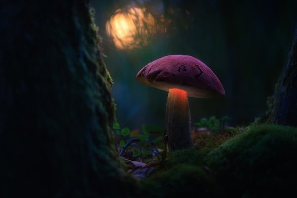 Сказочные грибы