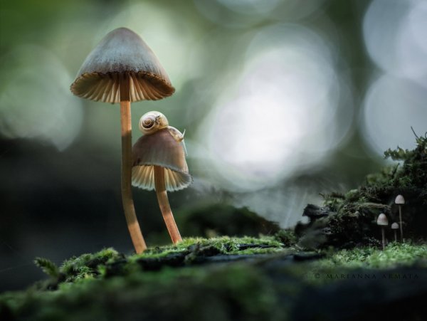 Fantastic fungi фильм