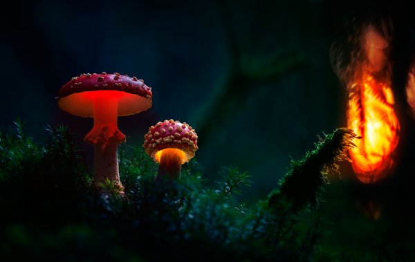 Мартин Пфистер