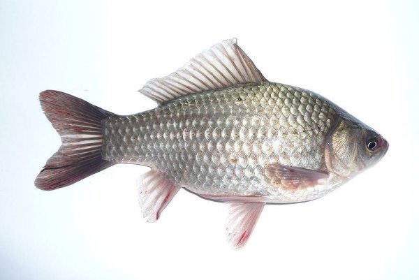Карась обыкновенный Carassius Carassius