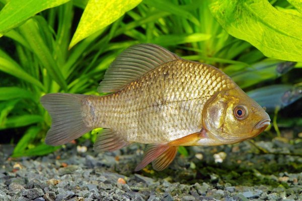 Карась обыкновенный Carassius Carassius