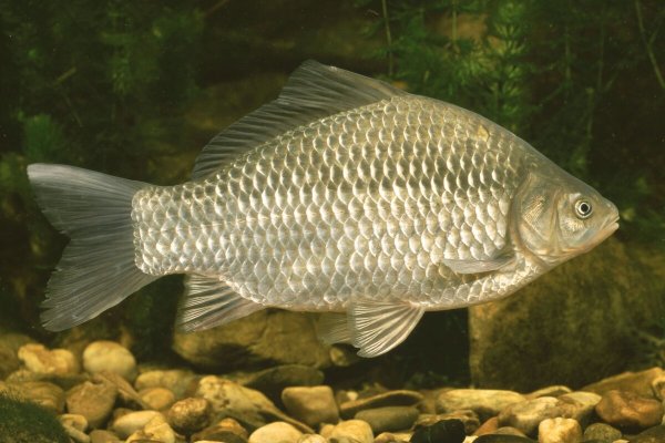 Серебряный карась - Carassius auratus gibelio