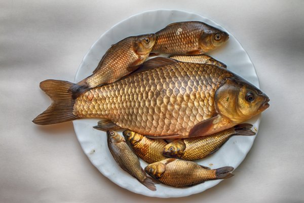 Карась золотой Carassius Carassius