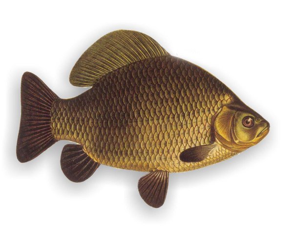 Карась семейство карповых