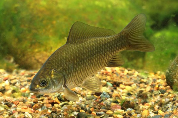Серебряный карась (Carassius gibelio)