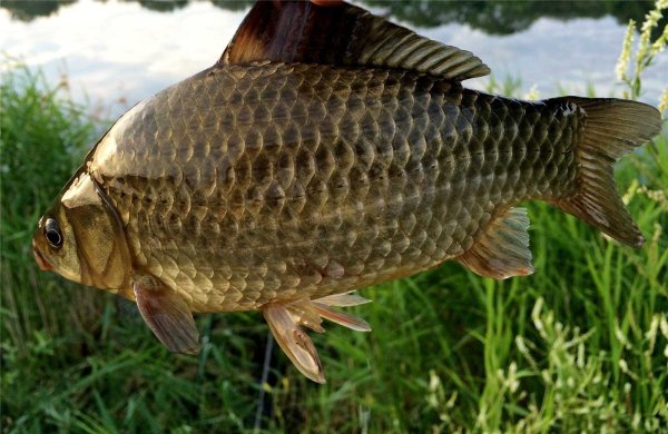 Серебрянный карась Carassius auratus