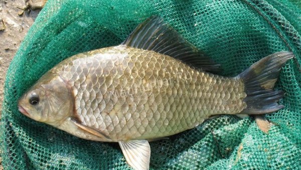 Серебряный карась (Carassius gibelio)