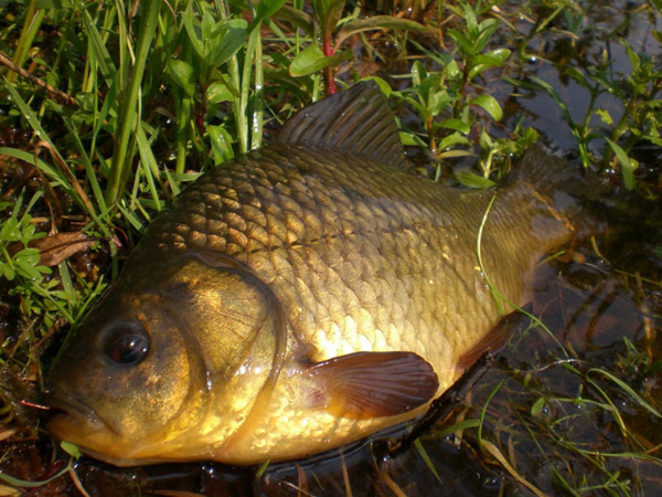 Карась (Carassius Carassius)