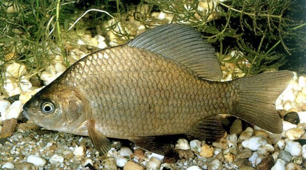 Карась обыкновенный Carassius Carassius