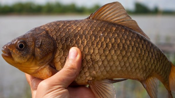 Карась (Carassius Carassius)