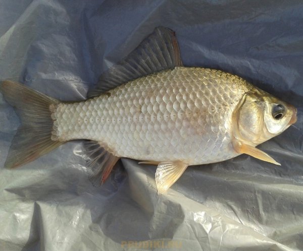Серебряный карась (Carassius gibelio)