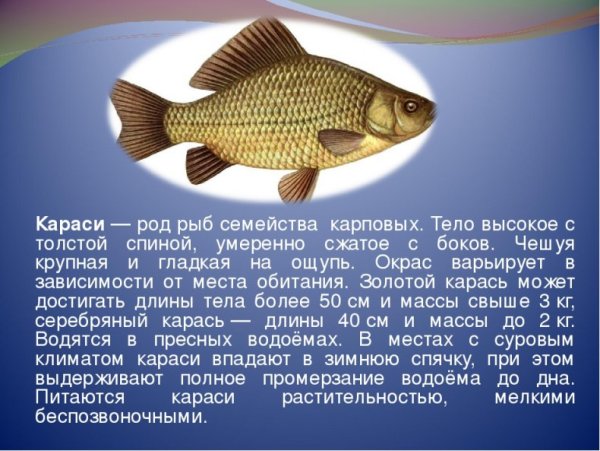 Карась описание для детей