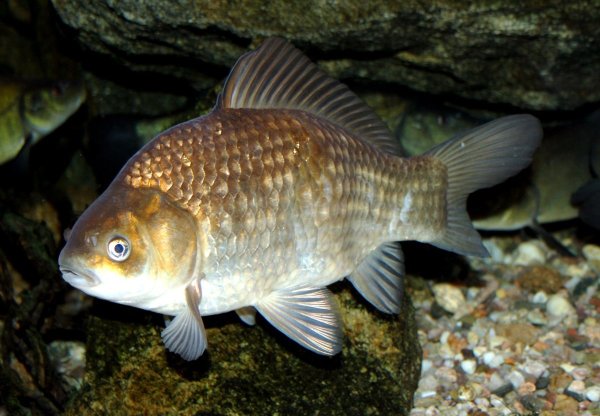 Карась обыкновенный Carassius Carassius