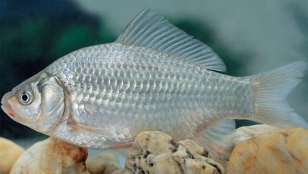Серебряный карась - Carassius auratus gibelio