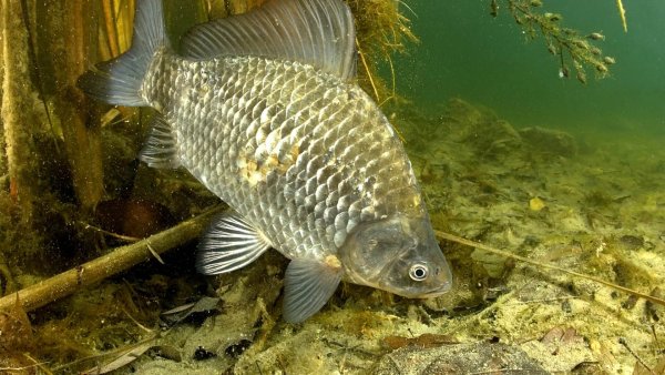 Карась (Carassius Carassius)