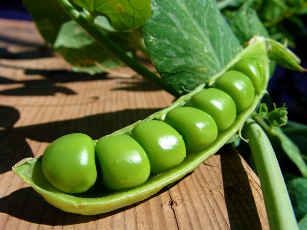 Горох Джоф f1