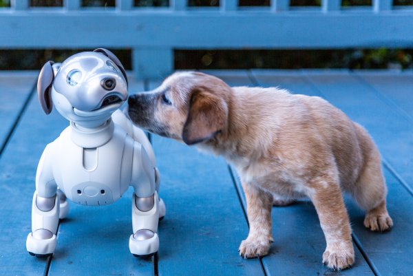Sony Aibo 2022