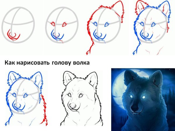 Как нарисовать волка поэтапно