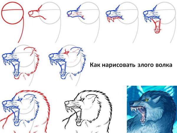Волк рисунок поэтапно