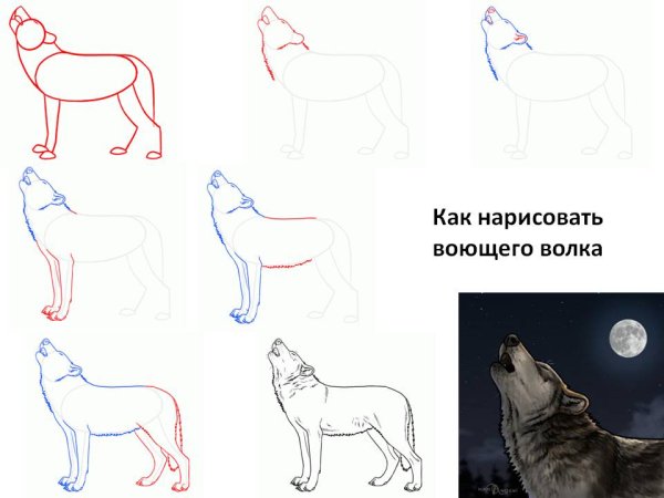 Как нарисовать волка пошагово для детей