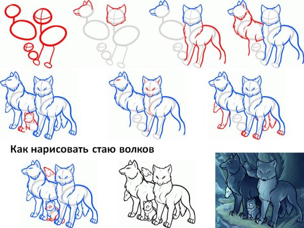 Поэтапное рисование волка