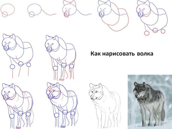 Пошагово для начинающих волк